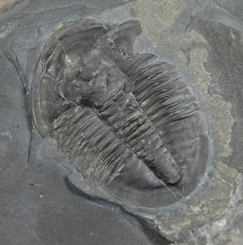 Asaphiscus Wheeleri Trilobite - Utah #6715